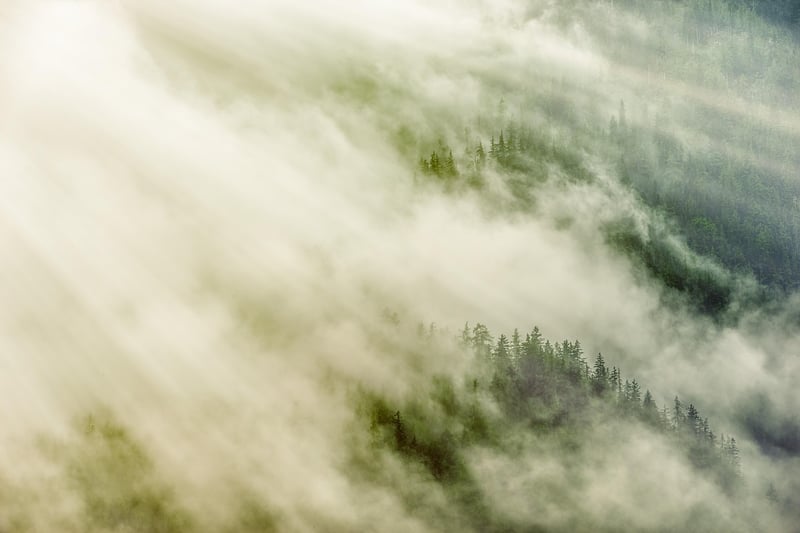 Fairy-tale Forests
