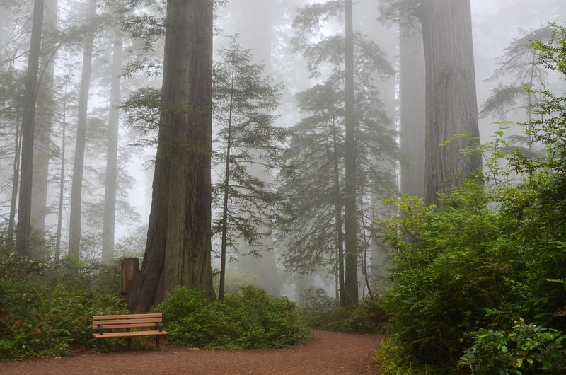 Enchanted Redwood Forest